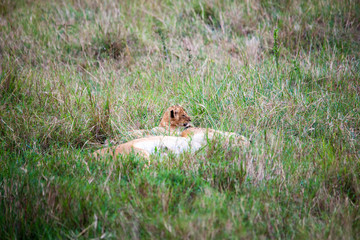 Portrait shots of a lion, lioness and cubs in Africa