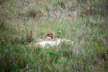 Portrait shots of a lion, lioness and cubs in Africa