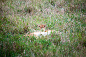 Portrait shots of a lion, lioness and cubs in Africa