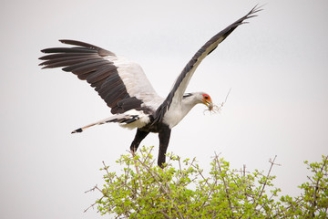 Portrait shots of different species of birds in Africa