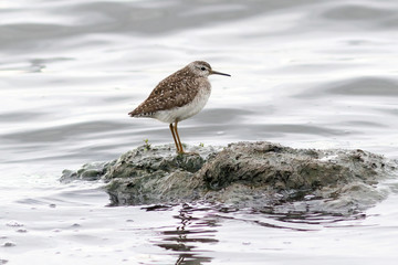 Wood sandpiper in the spring on the Yamal Peninsula