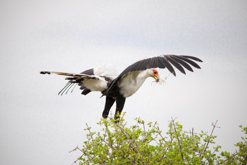 Portrait shots of different species of birds in Africa
