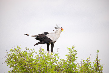 Portrait shots of different species of birds in Africa