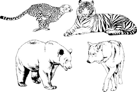 set of vector drawings of various animals, hand-drawn ink