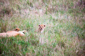 Portrait shots of a lion, lioness and cubs in Africa