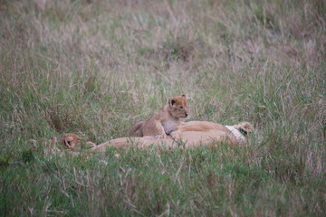 Portrait shots of a lion, lioness and cubs in Africa