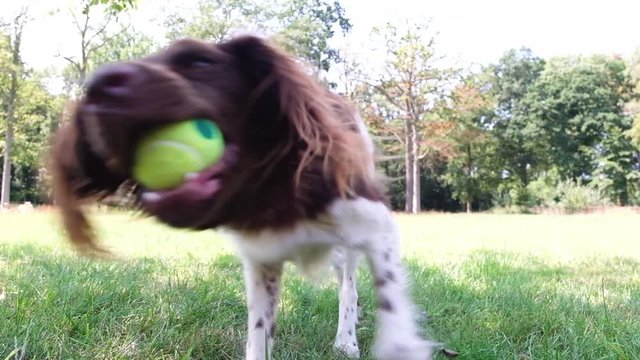 Dog catches ball