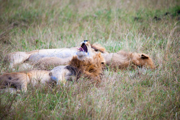 Portrait shots of a lion, lioness and cubs in Africa