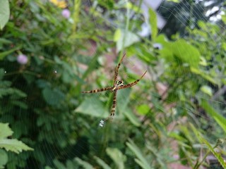 Nature and spider