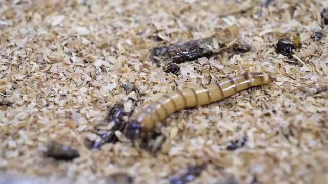 Macro tracking shot following a Superworm crawling across a bed of ground meal in a breeding enclosure