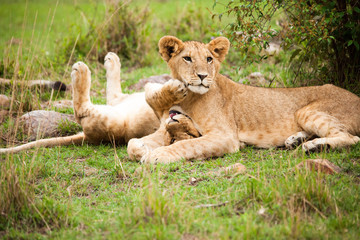 A lioness and her cubs are playing and cuddling in Africa
