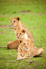 Obraz na płótnie Canvas A lioness and her cubs are playing and cuddling in Africa