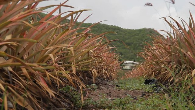 Antigua Black Pineapple a local specialty of this island is grown on this farm at Cades Bay