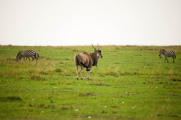 Portrait shots of antelope, wildebeest, kudu, impala, gazelle, hartebeest in Africa