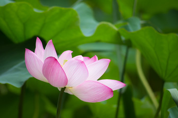 蓮の花