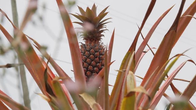 Antigua Black Pineapple a local specialty of this island is grown on this farm at Cades Bay
