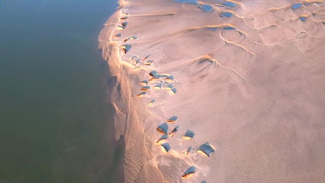 Drone footage of sandbanks with seals in Berck-Plage, France.