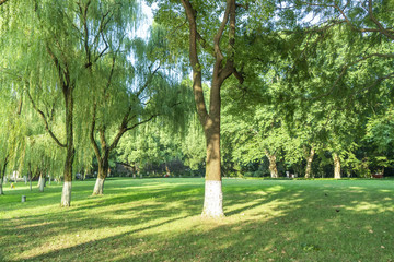 Grass and green woods in the park