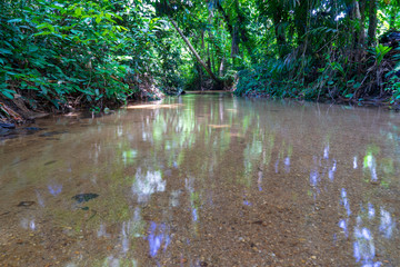 View of trees and green leaves in the tropical forest reflecting on clear water surface in small river.