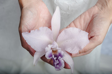 orchid 