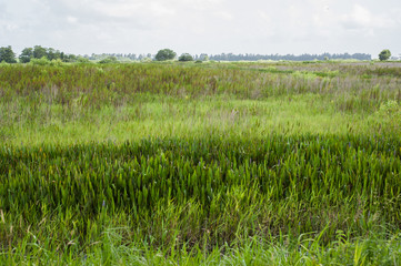 florida field