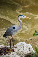 Heron