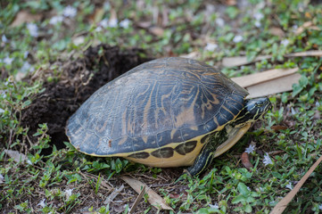 turtle