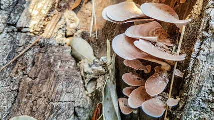 Wild thin plate shaped mushrooms grow on dead tree in the forest