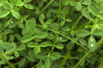 Green clover leaf field with dew drops on blur background.