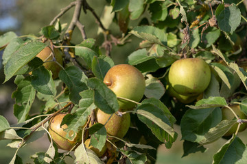 Close up of riping apples hanging at the apple tree in summer