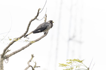 Portrait of an eastern plantain-eater (Crinifer zonurus) sitting on tree in Kampala, Uganda East Africa.