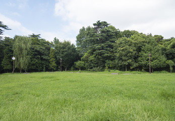 江古田の森公園の草っぱら広場（東京都中野区）