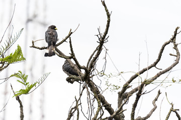 Portrait of an eastern plantain-eater (Crinifer zonurus) sitting on tree in Kampala, Uganda East Africa.