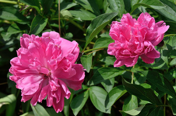 Rosa Pfingstrose