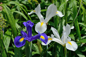 Iris, weiß, blau
