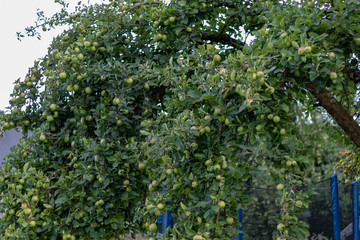Fototapeta na wymiar Apple tree full of fruits in an orchard