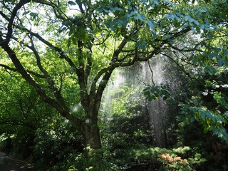 Lush green tree in the botanical gardens of Cologne.