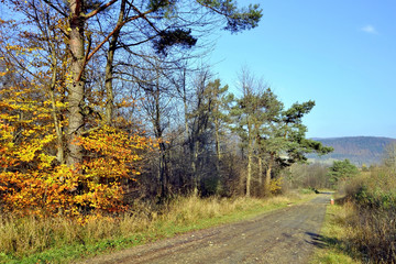 Obraz premium Bright and vivid autumn foliage with country road on the background.