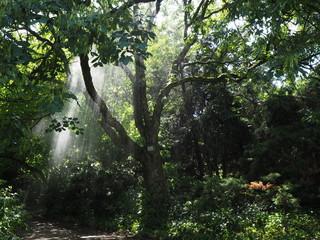Lush green tree in the botanical gardens of Cologne.