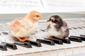 Two chicks on the piano keys. Performing a musical play with a duet. Young musicians_