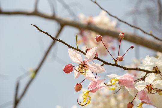 Flowers of Cassia bakeriana or common name Horse Cassia , Pink Cassia , Pink Shower or Wishing Tree. Flowering plants in the legume family usually found in every part of Thailand.