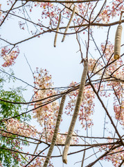 legume-liked pods of Cassia bakeriana or common name Horse Cassia , Pink Cassia , Pink Shower or Wishing Tree with its flowers in the background. This plant usually found in every part of Thailand.