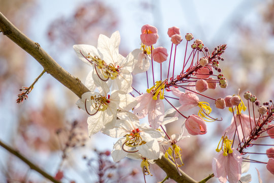 Flowers of Cassia bakeriana or common name Horse Cassia , Pink Cassia , Pink Shower or Wishing Tree. Flowering plants in the legume family usually found in every part of Thailand.