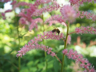 Pink flower with bee and green plants in the background