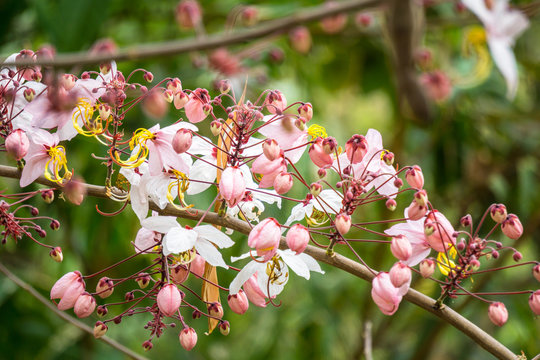 Flowers of Cassia bakeriana or common name Horse Cassia , Pink Cassia , Pink Shower or Wishing Tree. Flowering plants in the legume family usually found in every part of Thailand.