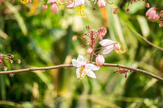 Flowers of Cassia bakeriana or common name Horse Cassia , Pink Cassia , Pink Shower or Wishing Tree. Flowering plants in the legume family usually found in every part of Thailand.