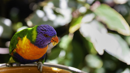 Rainbow lorikeet parrot is eating something from feeder.