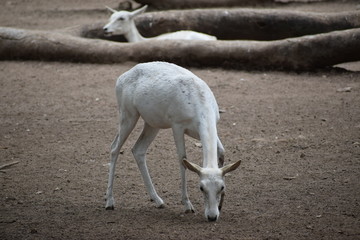 Obraz premium white deer