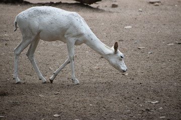 Obraz na płótnie Canvas white deer