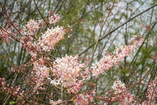 Flowers of Cassia bakeriana or common name Horse Cassia , Pink Cassia , Pink Shower or Wishing Tree. Flowering plants in the legume family usually found in every part of Thailand.
